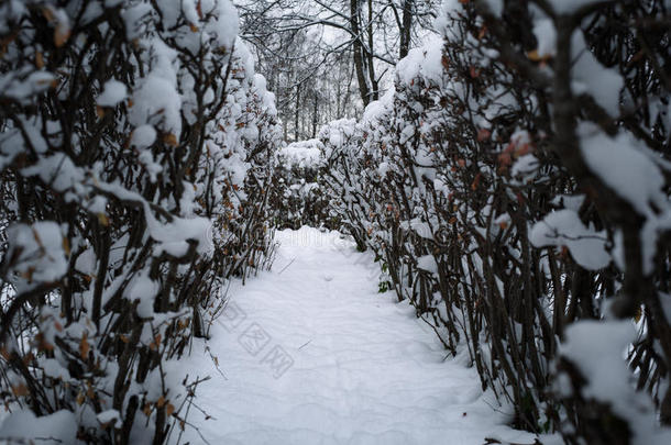 圣诞节神秘的冬季<strong>雪路</strong>之间的灌木丛