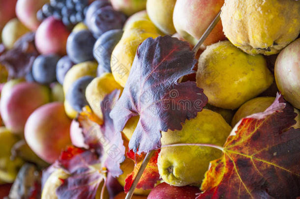 秋天的水果。 梨，苹果和葡萄。 秋收