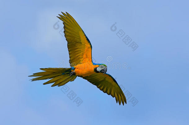 蓝色和黄色的大鹦鹉金刚鹦鹉，阿拉拉鲁纳，在深蓝色的天空上飞翔的野鸟。 大自然栖息地的动作场景，潘塔纳尔