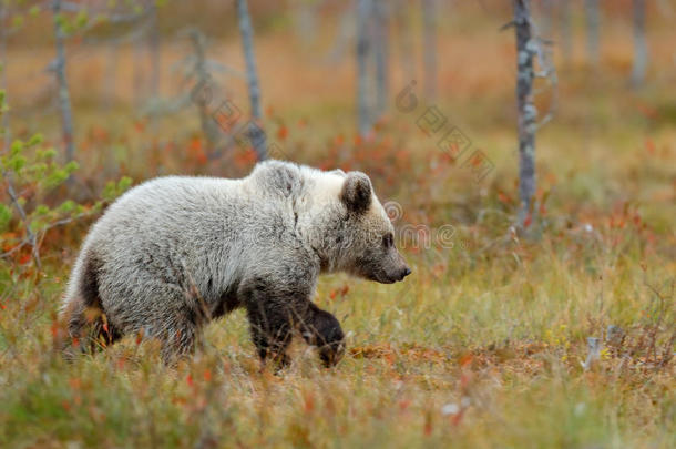 秋天的森林里有熊幼崽。 美丽的棕色小熊在秋天的颜色环湖散步。 自然森林中的危险动物