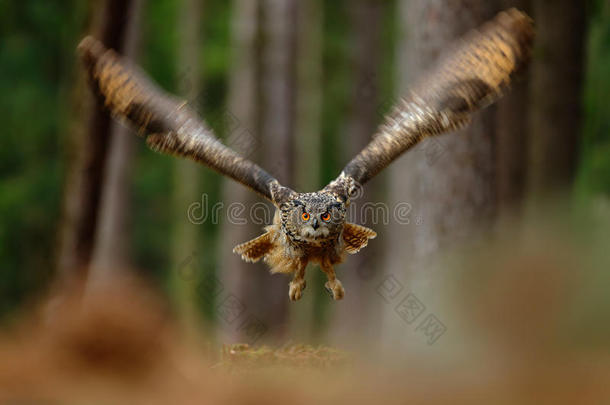 森林里猫头鹰的动作场景。 飞行欧亚鹰猫头鹰与开放的翅膀在森林栖息地与树木，<strong>广角镜头</strong>照片