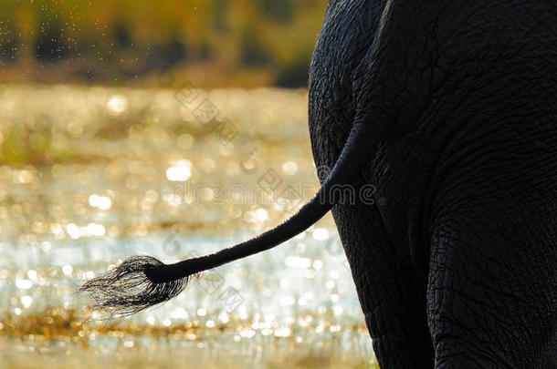 大象的艺术观。 大非洲大象，在水中带着美丽的背光，乔贝国家公园，博茨瓦纳。 大象的尾巴