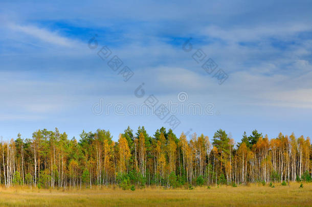 蓝天白云的秋林。芬兰森林中的秋树。有树的秋天风景。白桦松树