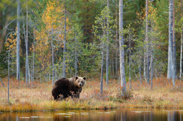 自然森林和草地生境中的危险动物。 来自芬兰的野生动物场景在俄罗斯附近更大胆。 秋天的森林和熊。 贝娅