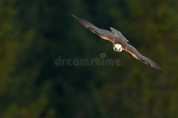 飞行猎鹰与森林在背景。 兰纳猎鹰，猎物鸟，自然栖息地的动物，波兰。 飞行中的鸟