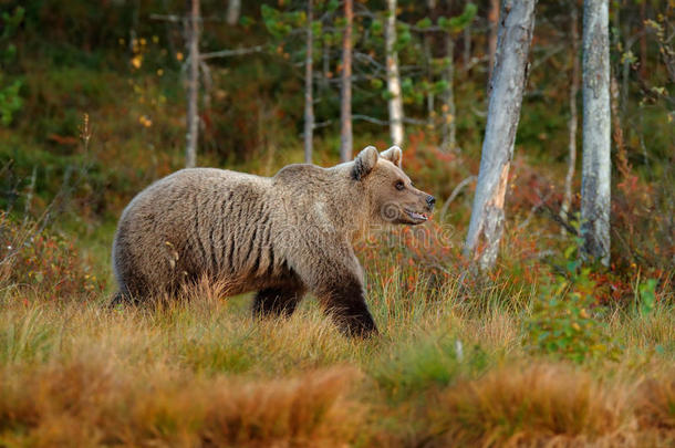 熊在森林里。 美丽的棕色大熊绕着湖走，带着秋天的颜色。 自然森林和草地中的危险动物