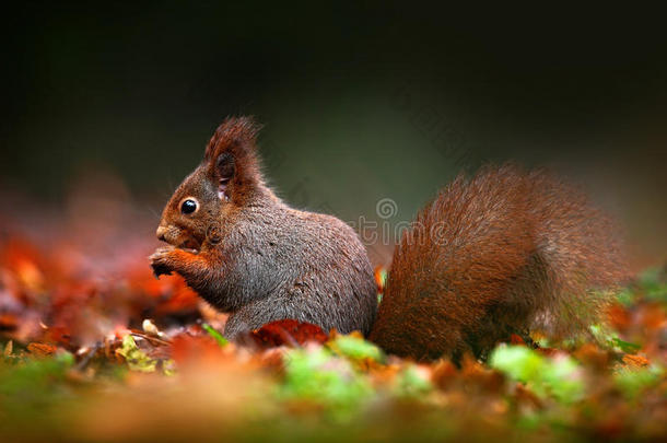 可爱的红色松鼠长着尖尖的耳朵，在秋天的橙色场景中吃坚果，背景是美丽的落叶森林。 松鼠
