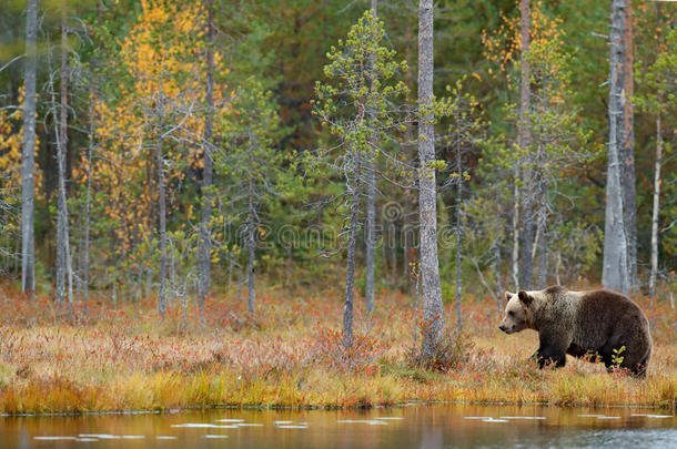 美丽的棕色熊在<strong>湖边</strong>散步，带着<strong>秋天</strong>的颜色。 自然森林和草地生境中的危险动物。 野生动物现场