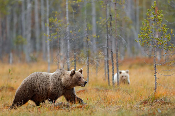 秋天的森林里有小熊和妈妈。美丽的棕熊宝宝躲在森林里。天然林和米德的危险动物