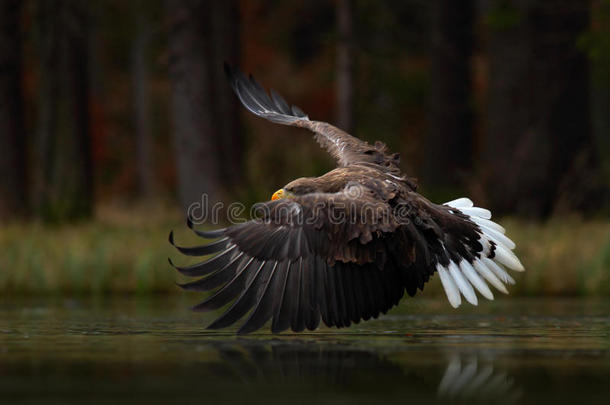 <strong>老鹰</strong>在黑暗的湖面上<strong>飞翔</strong>。 白尾鹰，白桦，在水河上方飞行，带森林的猎物鸟