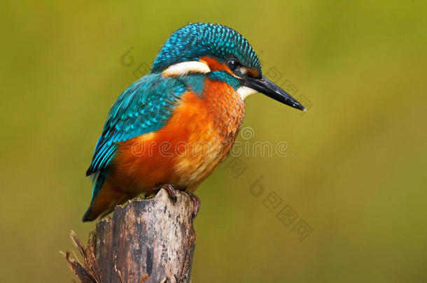 美丽的翠鸟，有清晰的绿色背景。 翠鸟，蓝色和橙色的鸟坐在河里的树枝上。 很漂亮
