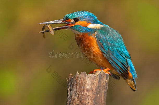 带鱼的鸟。 鸟普通翠鸟，鱼在比尔。 美丽的橙色和蓝色的鸟坐在树干上。 带鱼的鸟