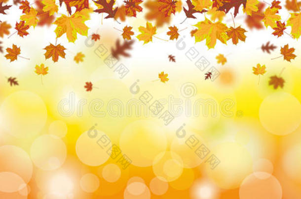 秋天的树叶落下阳光的头