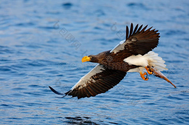 鹰和鱼一起飞行。 美丽的斯泰勒`海鹰，中上层海燕，飞禽，蓝色海水，堪察加，
