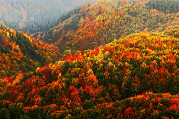 美丽的<strong>橙色</strong>和红色的秋天森林。 秋天的森林，许多树木在<strong>橙色</strong>的山丘，<strong>橙色</strong>的橡树，黄色的桦树，绿色的云杉