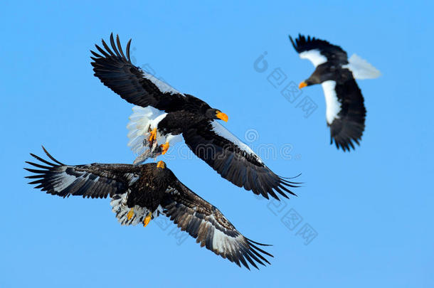老鹰在蓝天上战斗。 野生动物行为场景来自大自然。 鹰和鱼一起飞行。 美丽的斯特勒`海鹰