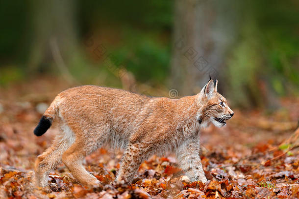 欧亚在橙色森林中狩猎。 野生猫在自然森林栖息地。 野生猫欧亚在橙色的秋天离开