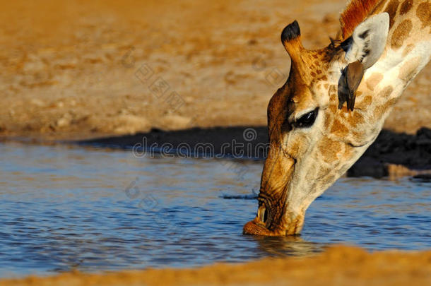 长颈鹿的详细肖像。 长颈鹿从湖边<strong>喝水</strong>，傍晚橙色日落，大<strong>动物</strong>在大自然的栖息地