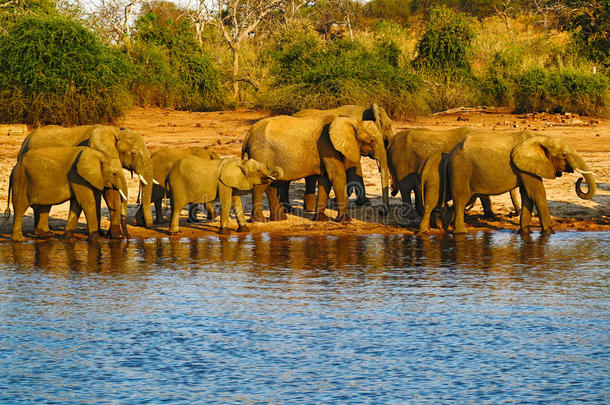 一群<strong>非</strong>洲大象在一个水洞里喝酒，举起他们的树干，乔贝国家公园，博茨瓦纳，<strong>非</strong>洲。 野生动物<strong>现场</strong>