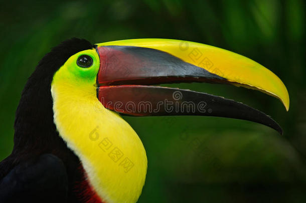 巨嘴鸟肖像。 长着大嘴的漂亮鸟。 巨嘴鸟。 大嘴鸟在热带雨中坐在树枝上咀嚼坚果