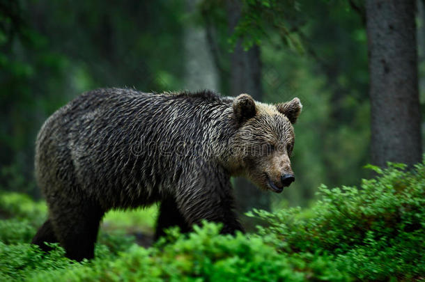 大棕熊在黑暗的夜晚在森林里走来走去。 森林里的危险动物。 来自欧洲的野生动物场景。 棕色的鸟在这