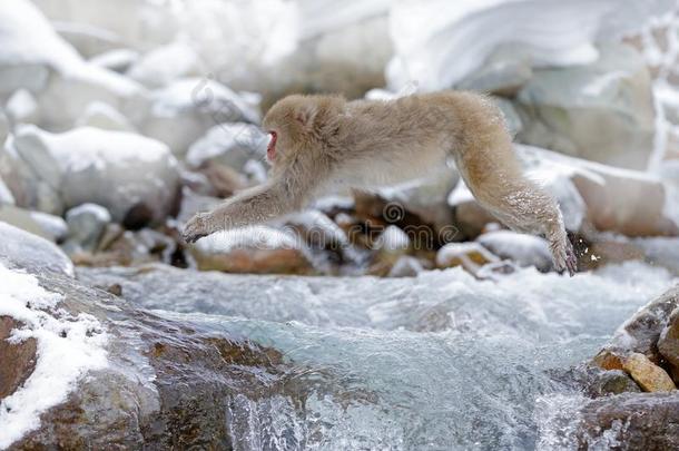 动物<strong>跳过</strong>小溪。 猴子日本猕猴，猕猴，<strong>跳过</strong>冬天的河流，背景是雪石