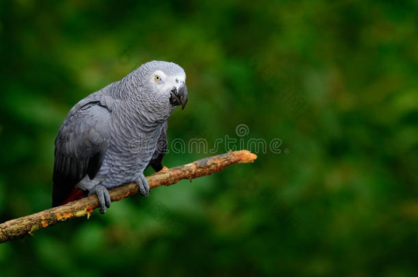 非洲<strong>灰色</strong>鹦鹉，普西塔克斯·埃利塔克斯，坐在非洲孔戈的树枝上。 来自大自然的野生动物<strong>场景</strong>。 绿色TR里的鹦鹉