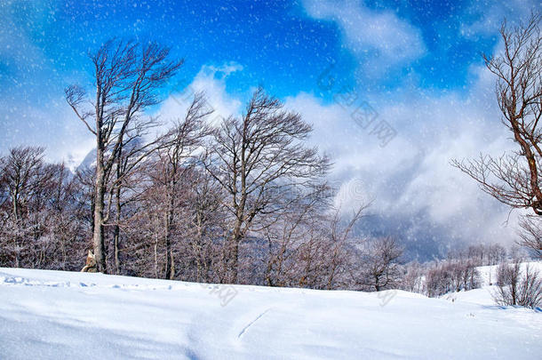 美丽的冬季景观，积雪覆盖树木和蓝天