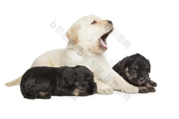拉布拉多猎犬和小型雪纳瑞黑色小狗