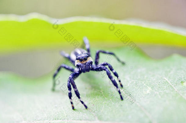 富足大量的动物蛛形纲蜘蛛恐惧症