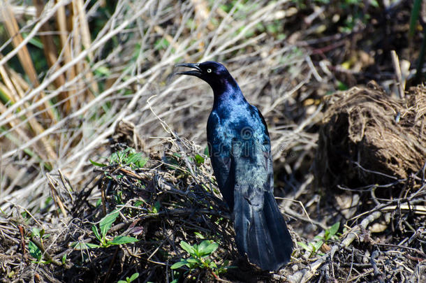 船尾Grackle，热带草原国家野生动物避难所