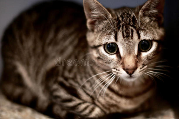 5马克三世黑色猫圆面包眼睛