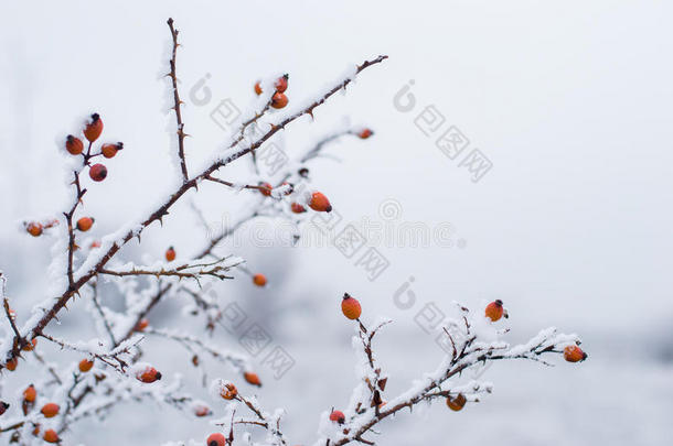 雪地里的红浆果