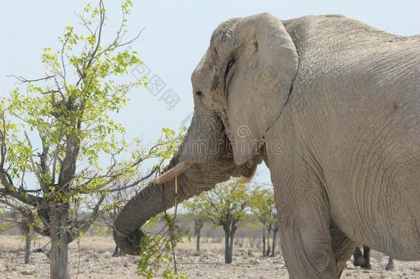 大象特写吃新鲜树叶，纳米比亚