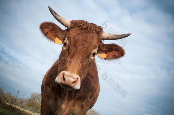 棕色母牛的滑稽肖像