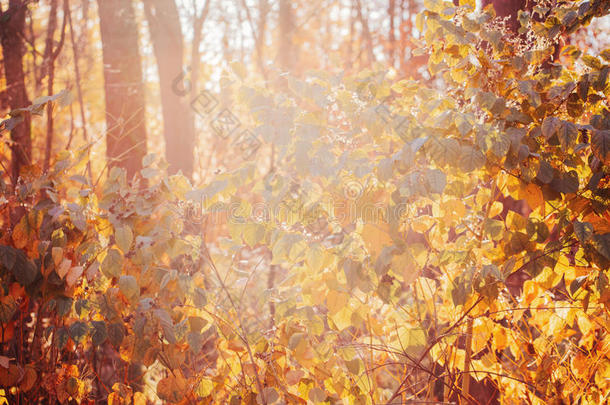五颜六色的黄色红色秋天落叶在树枝上，灌木丛上，秋天