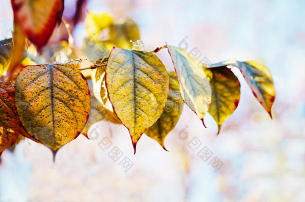 五颜六色的黄色红色秋天落叶在树枝上，秋天