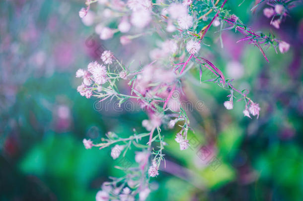 仙女粉红色白色小花在彩色梦幻魔术绿色蓝色紫色模糊的背景