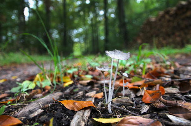 <strong>玻璃状</strong>的森林蘑菇