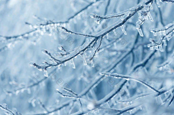冻在冰树的树枝上。 冬天冷冻的树枝。