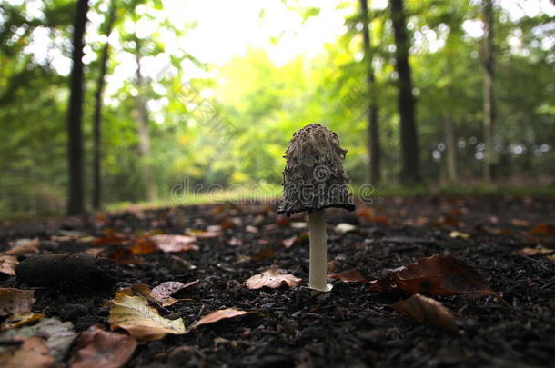 森林蘑菇在秋天的心情