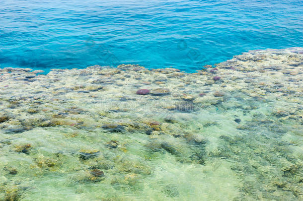干净的蓝色海洋和珊瑚和珊瑚礁
