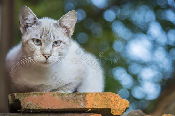 灰白色的猫在户外