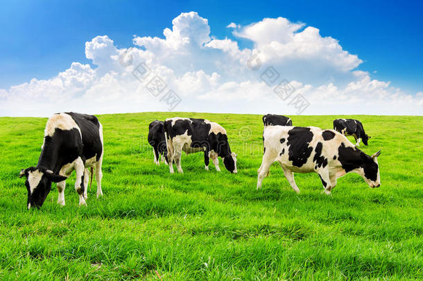 在绿色的田野和蓝<strong>天上</strong>的奶牛