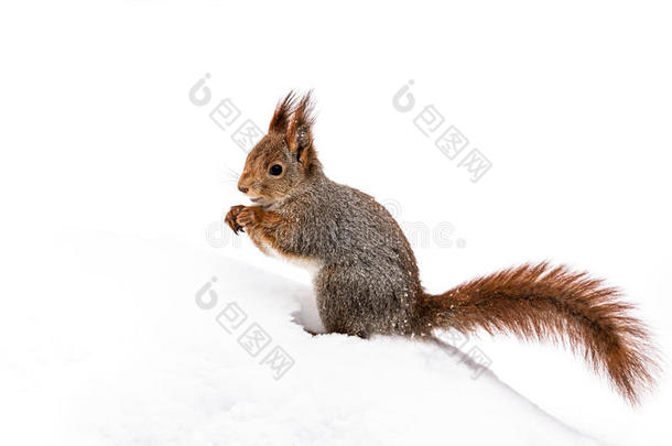 好奇的<strong>红色</strong>毛茸茸的松鼠坐在<strong>冬季</strong>公园的雪地上