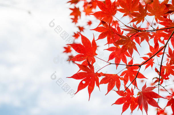 秋天。 秋天的枫叶和秋天的天空