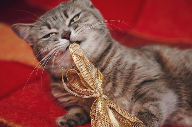 可爱有趣的猫在玩圣诞结。<strong>格子格子格子</strong>