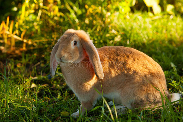 漂亮的红头兔