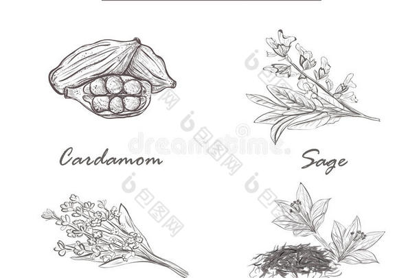 芳香植物学的豆蔻烹饪的绘画