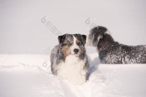 深雪中的蓝色梅尔澳大利亚牧羊人